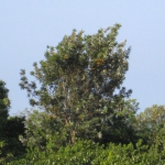 silver oak20170601.jpg